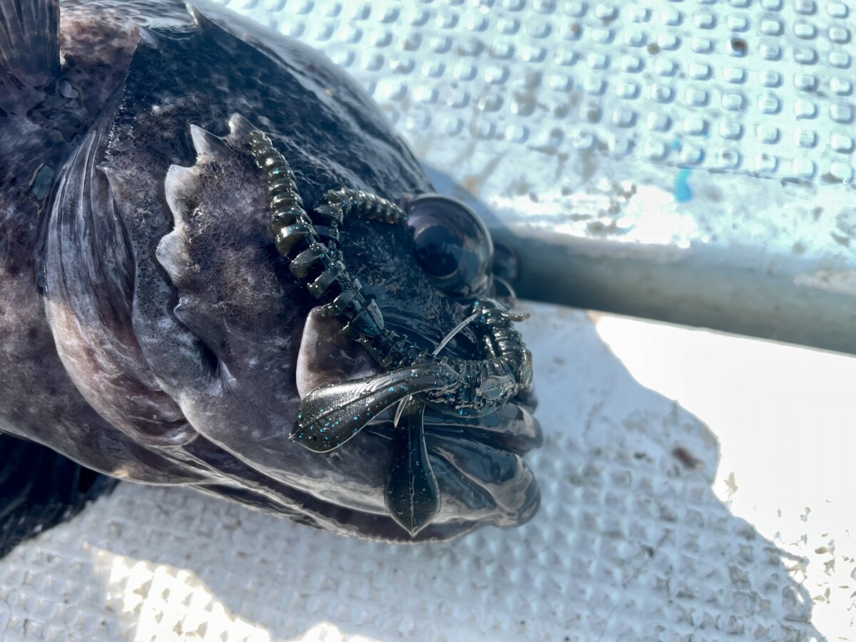 道南の秘境“松前小島″でボートロック！