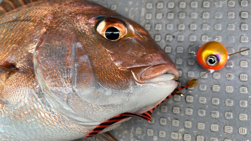 アフター期や食い渋る厳しい時期には/田邊智晶