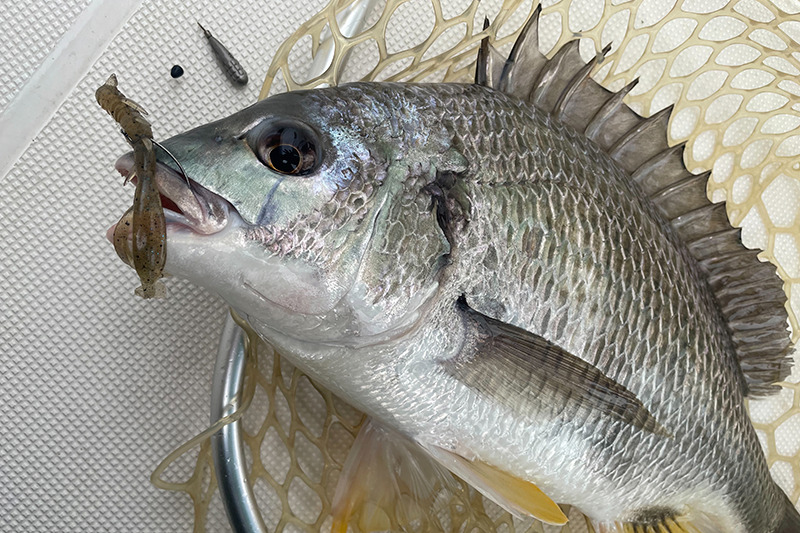 今が旬！夏の東京湾ボートチニング / 針谷康夫