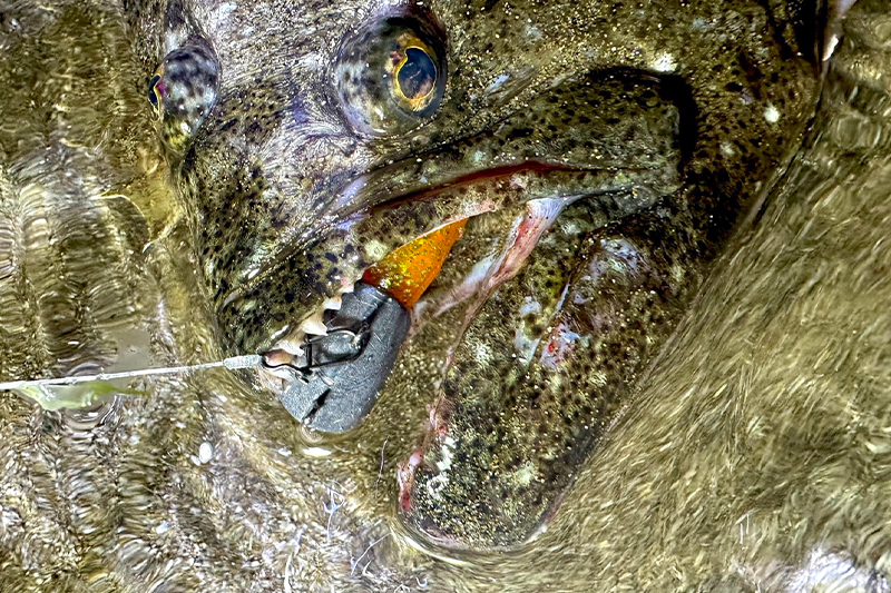 北海道道南日本海サーフで座布団ヒラメ！/辻希竜