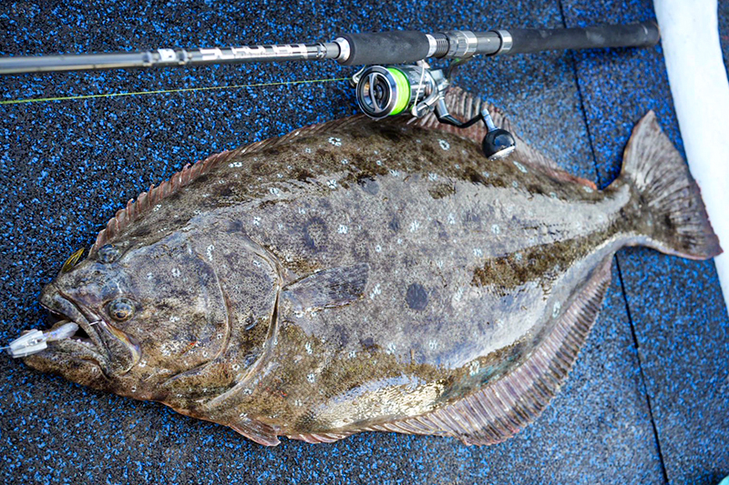 朝マズメ一撃大座布団/辻希竜