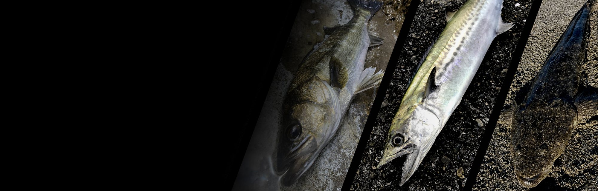 ビッグバッカー E-ブレード S BIGBACKER E-BLADE S 