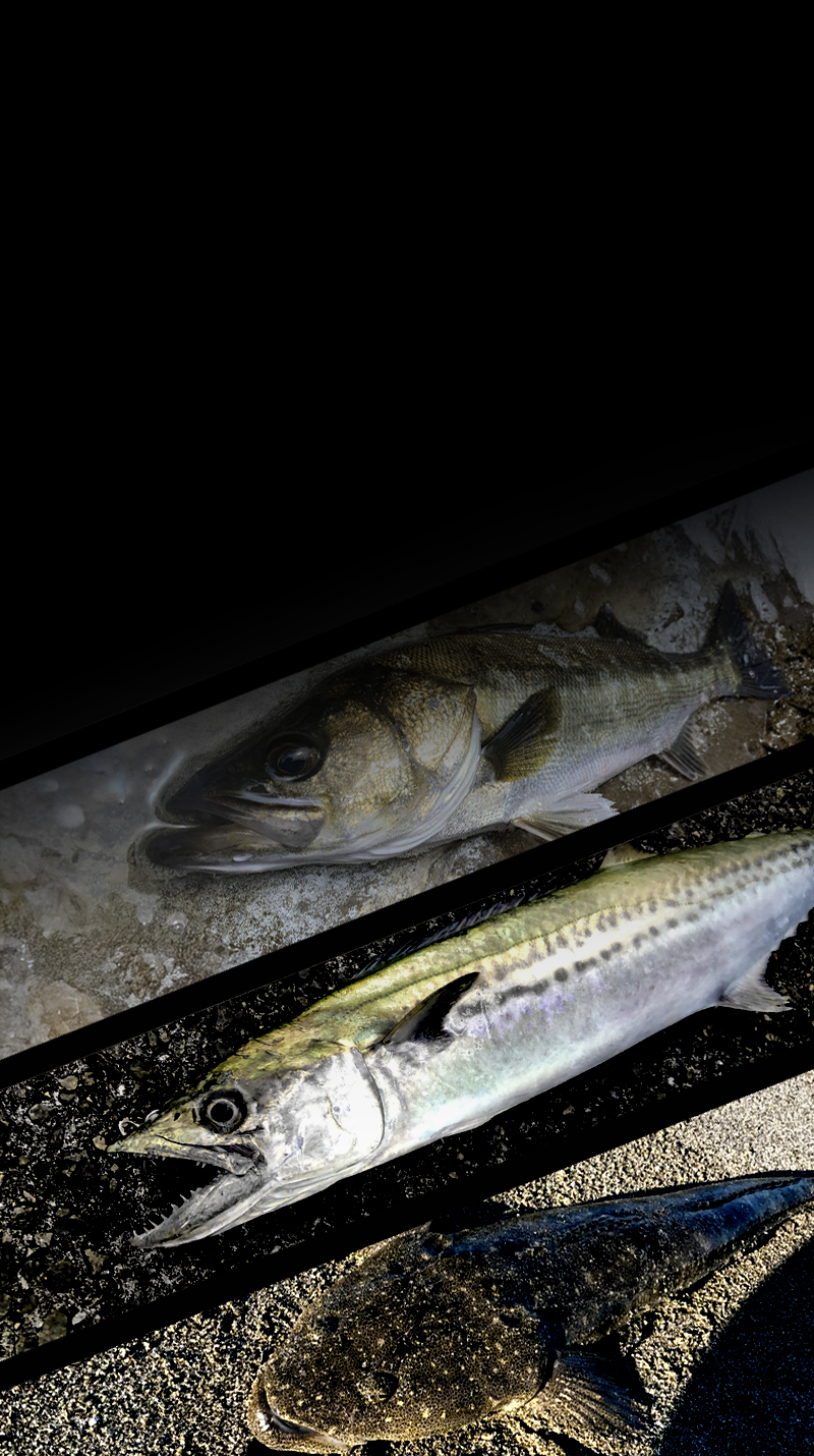 ビッグバッカー E-ブレード S BIGBACKER E-BLADE S 