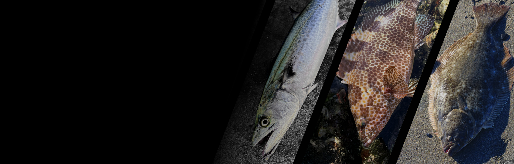 ビッグバッカー E-ブレード W BIGBACKER E-BLADE W 