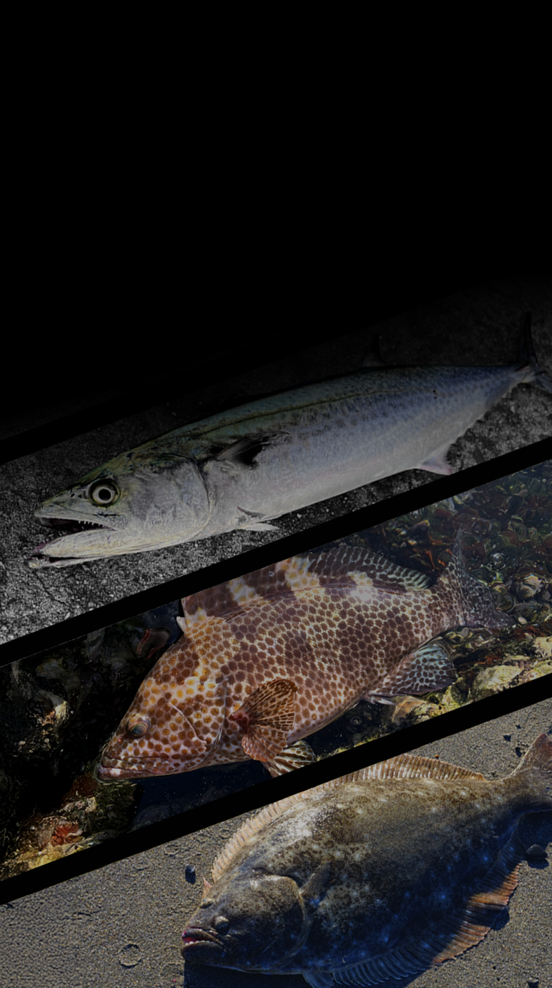 ビッグバッカー E-ブレード W BIGBACKER E-BLADE W 