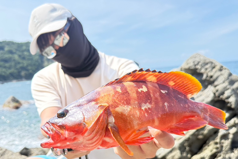 今年のアカハタにはジャグホッグ/馬場啓輔