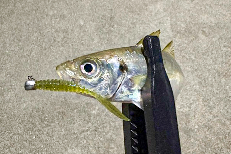 牡鹿半島ナイトアジング釣行/伊賀拓実