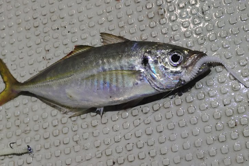 秋の狭間に楽しむ！穴水バチコン釣行レポート/木田勝也