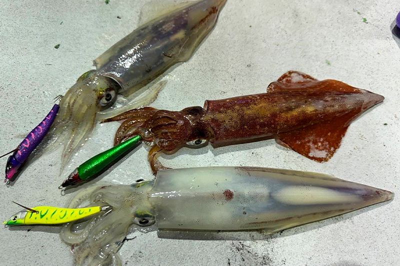 越前の夏夜を彩る ― パラソル級が揃った贅沢なイカメタル釣行/鈴木洋太郎