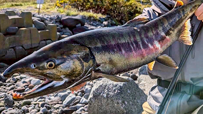 利尻島で挑む秋サケ釣り。ビヨンドゾーンが見せた確かな実力/甲斐隆之介