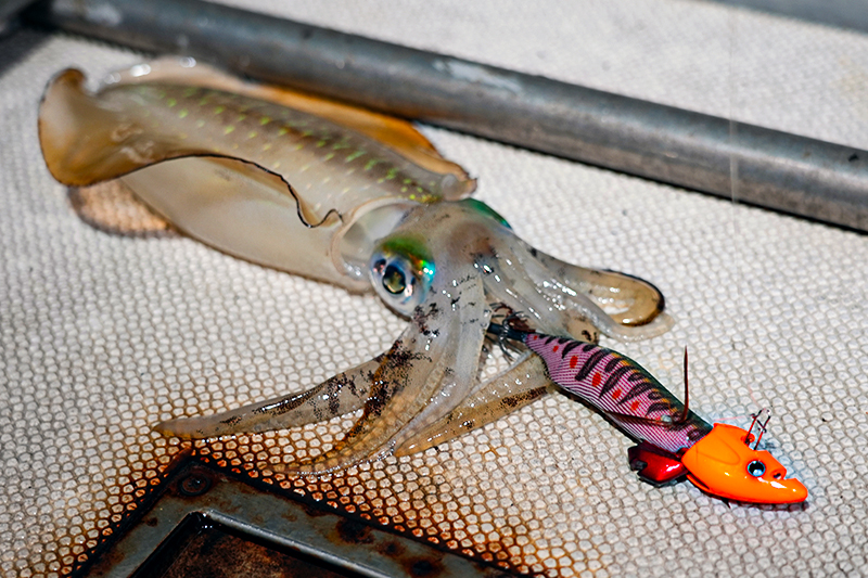 秋の舞鶴沖でアオリイカ狙い!新作「GEKIDAKI TR」実釣レポート/松本裕之