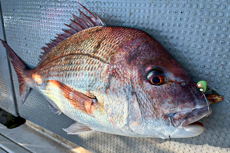 【平舘海峡】冷え込む青森、熱くなる真鯛ファイト/根元陽介
