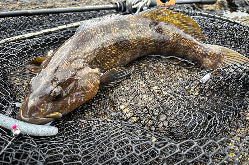 不利な北防波堤で結果を出すための組み立て —— DRHカップ実戦レポート/甲斐隆之介