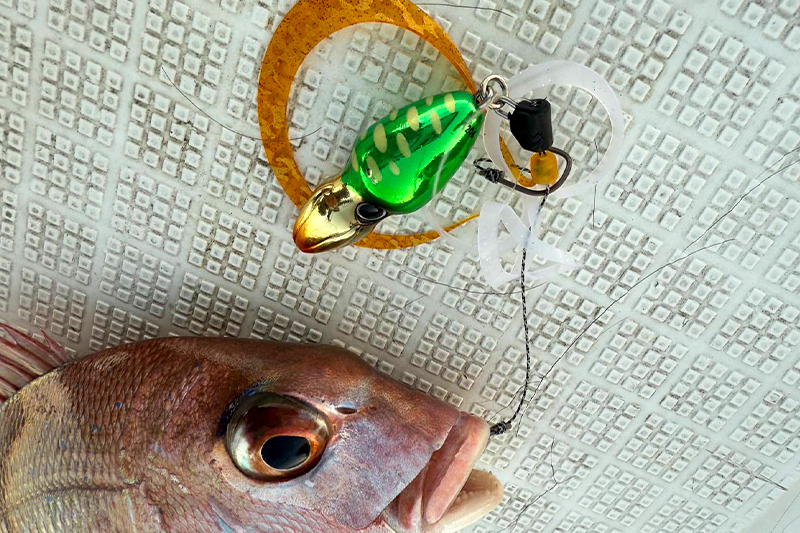 水温低下12月の錦江湾タイラバ釣行レポート/鈴木洋太郎