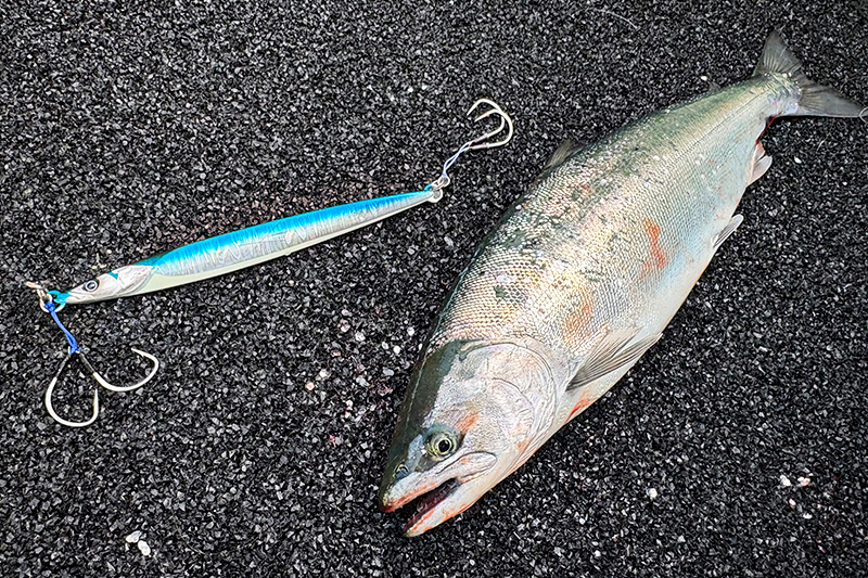 恵山サクラマスジギング！/甲斐隆之介