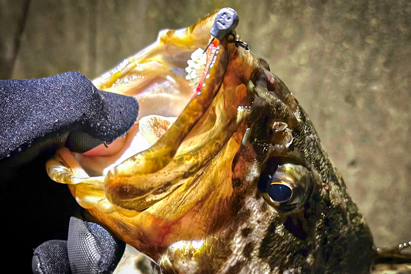 メバリング中にモンスター出現！/伊賀拓実