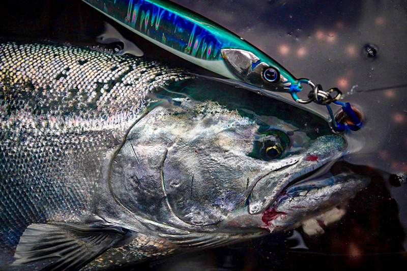 【函館沖 サクラマスジギング】寒さを忘れさせてくれるサクラマス