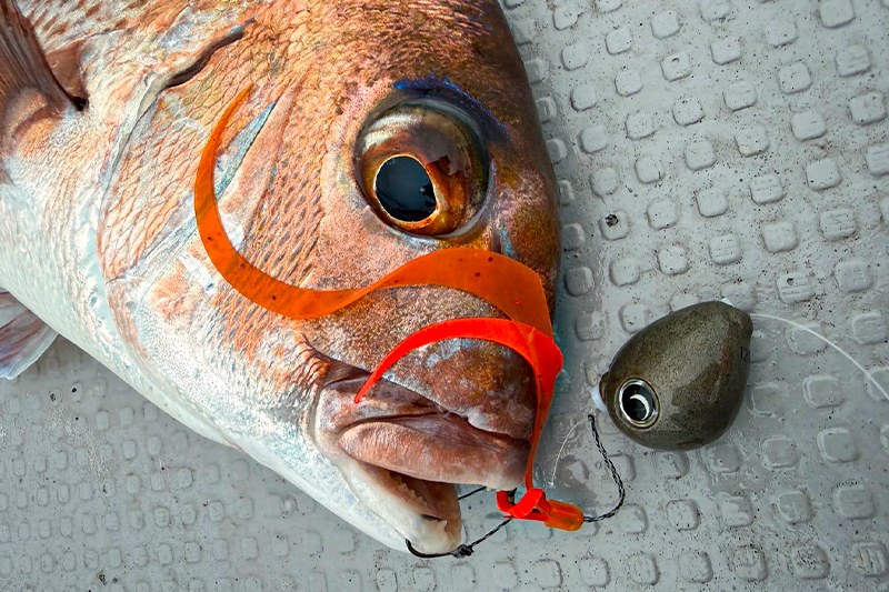 雷流ヘッドが炸裂！乗っ込み終盤の錦江湾・乗っ込み真鯛を攻略 / 鈴木洋太郎