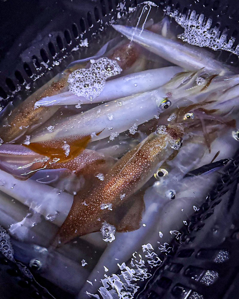 50杯オーバーの好釣果！玄界灘イカメタルで良型ケンサキイカを狙った一夜/鈴木洋太郎