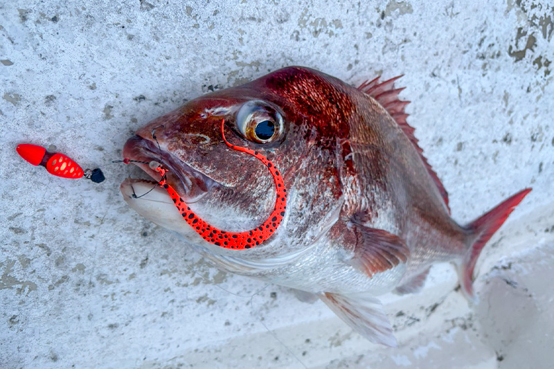 夏の真鯛を攻略するために。潮と魚の変化に合わせたアプローチ/根元陽介
