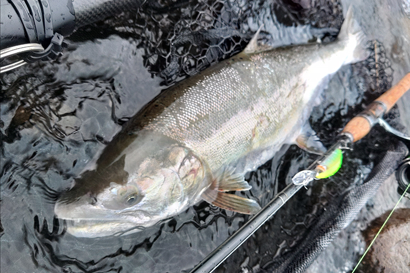 Cherry salmon caught in the Sai River, a sign of recovery from a bad catch / SHUJI FUJIMURA