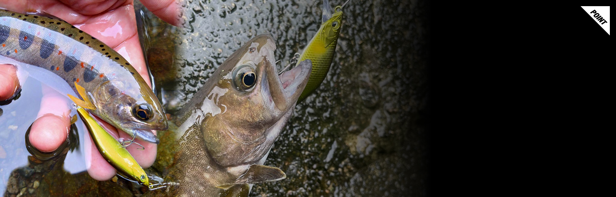 スィン トリコロール THIN TRICOROLL/スィン トリコロール