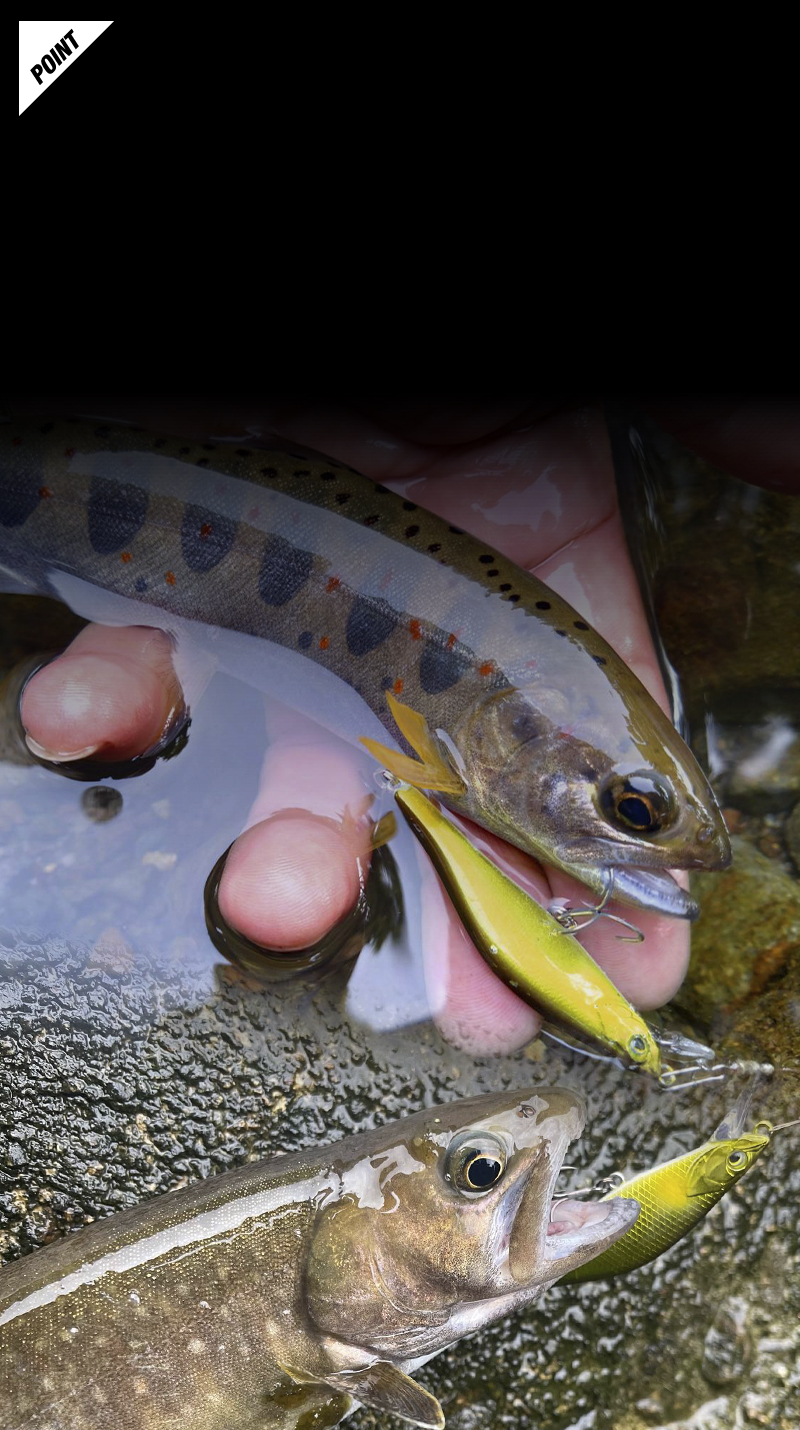 スィン トリコロール THIN TRICOROLL/スィン トリコロール