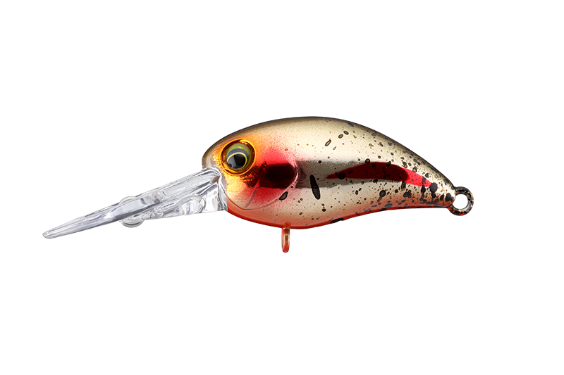 HLゴールデントラウト