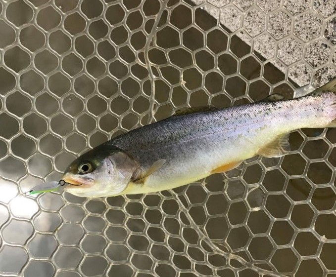 第17回トラウトキング選手権地方予選 受付情報