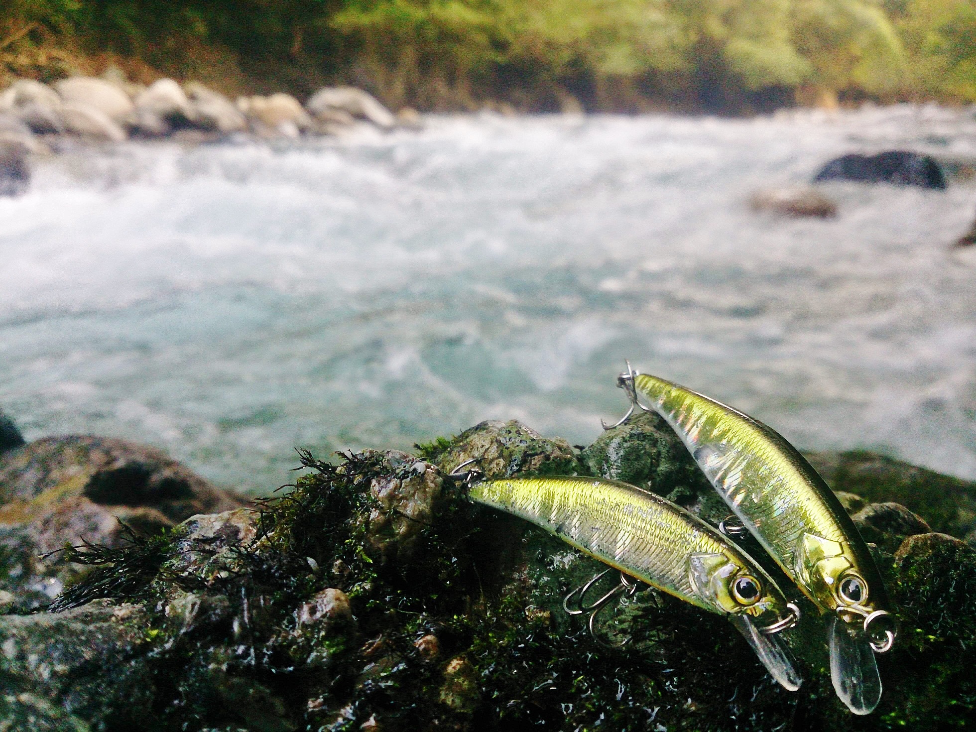 STREAM native trout